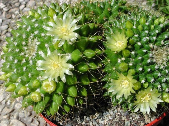 Mammillaria_ marksiana